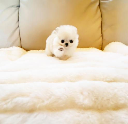 サムネイル： MILKY Teacup Pomechee (Pomeranian X Chihuahua)