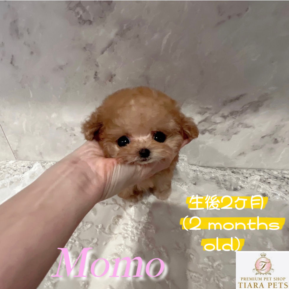 Imej kecil: MOMO Micro Teacup Poodle