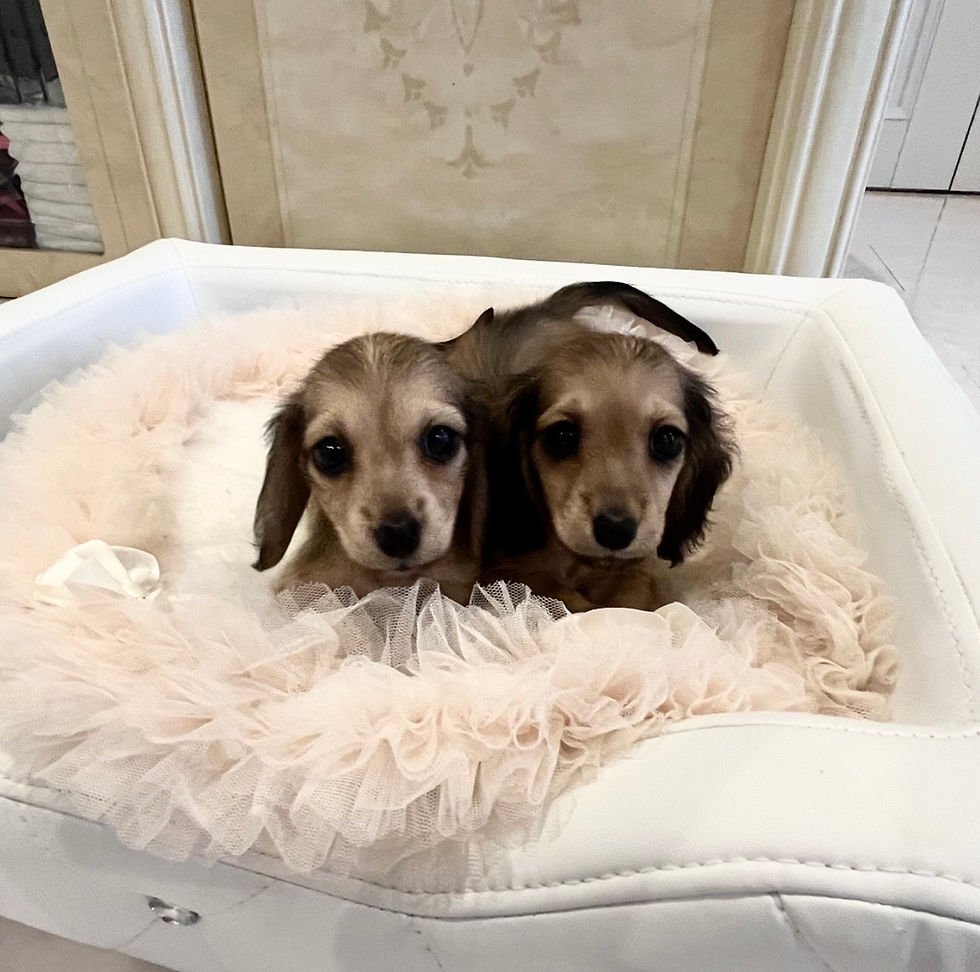 Miniature : NAGOMI Miniature Dachshund