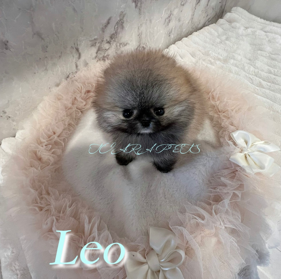 Miniatura: LEO Teacup Pomeranian