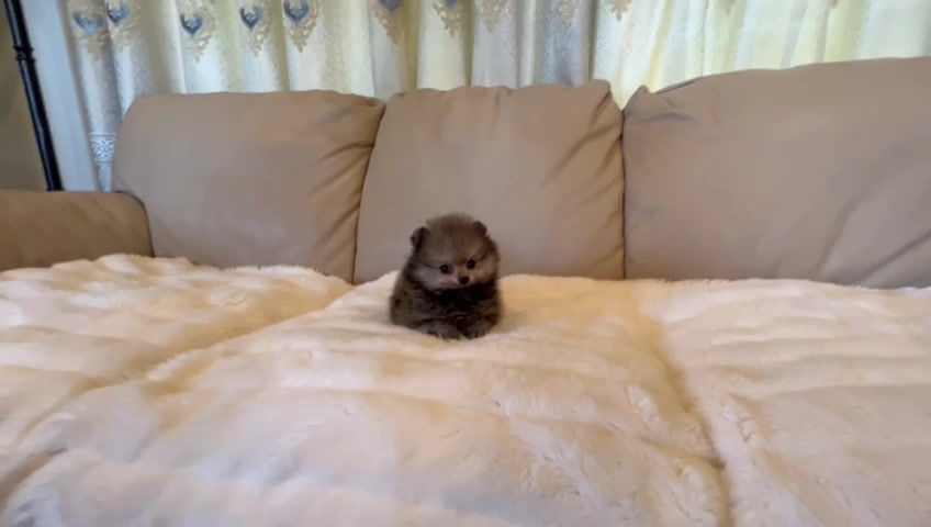 サムネイル： PARIS Teacup Pomeranian
