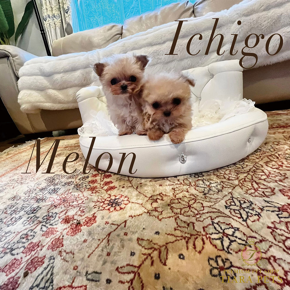 Imej kecil: MELON Micro Teacup Chipoo