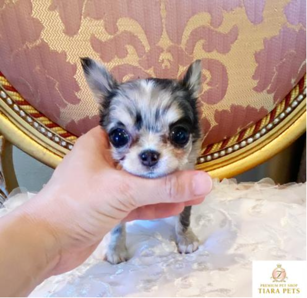 SAPPHIRE Teacup Long Coat Chihuahua