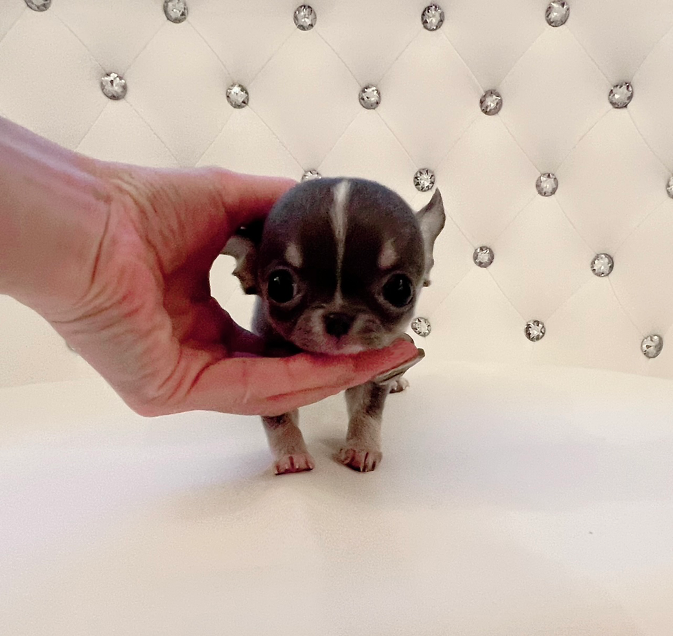 Miniaturbild: Aloha Micro 〜Teacup Smooth (blue-white) Chihuahua