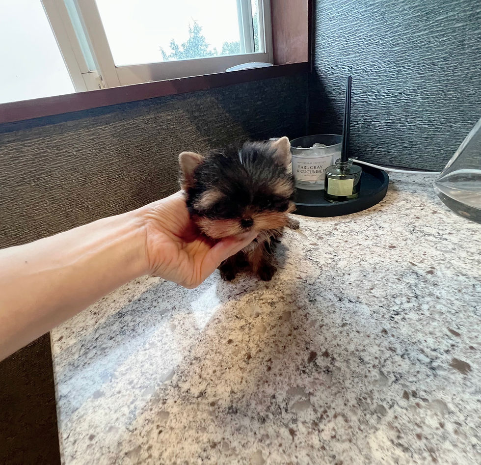 Miniatura: KIKI Super Micro Teacup Yorkshire Terrier