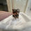 Miniaturbild: YUUKI Teacup Yorkshire Terrier