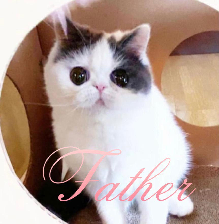 Miniatura: GRACE Exotic Kitten