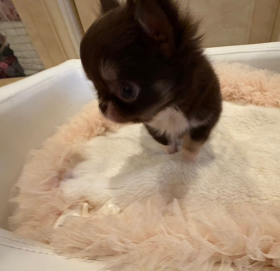 Thumbnail: KANADE Teacup Chihuahua