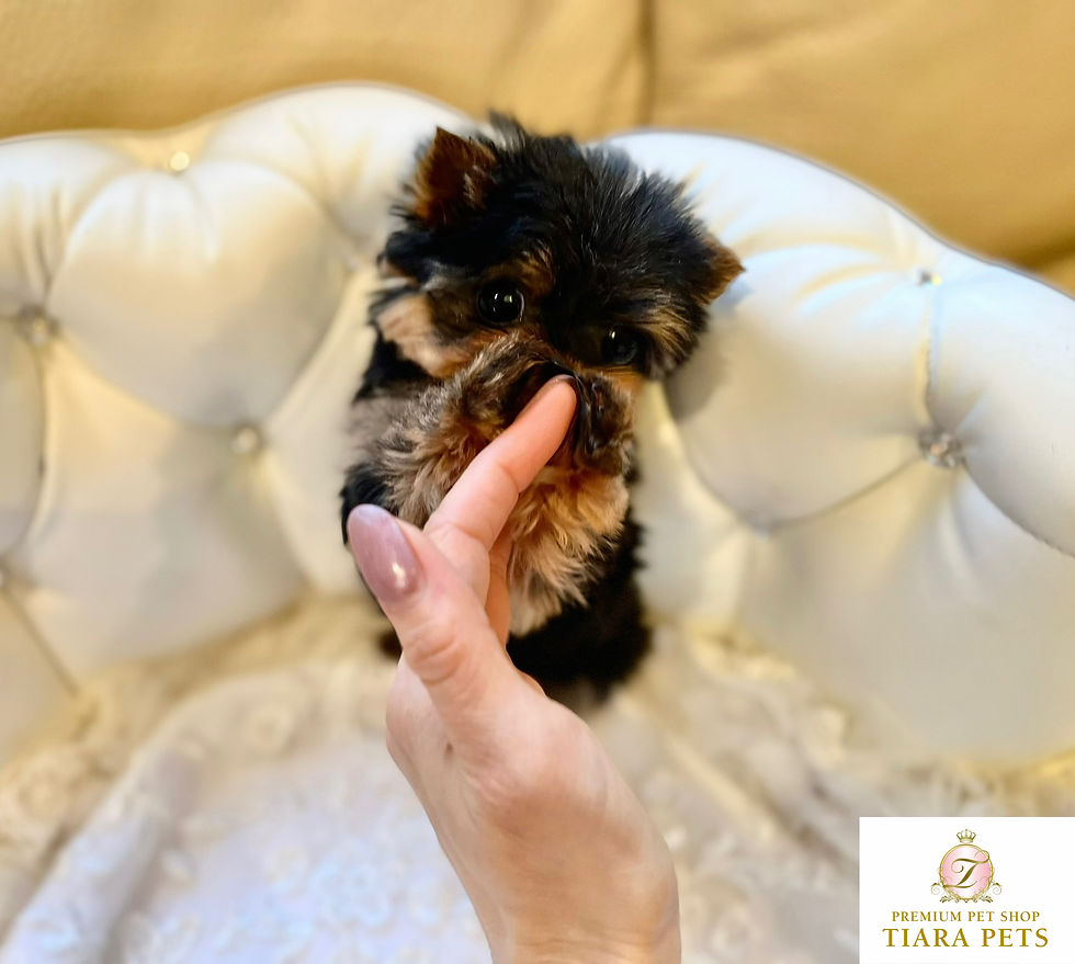 Miniature : KOKI Micro Teacup Yorkshire terrier