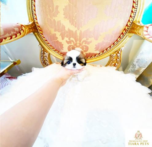 Miniatura: SHIZUKU Teacup Shih Tzu