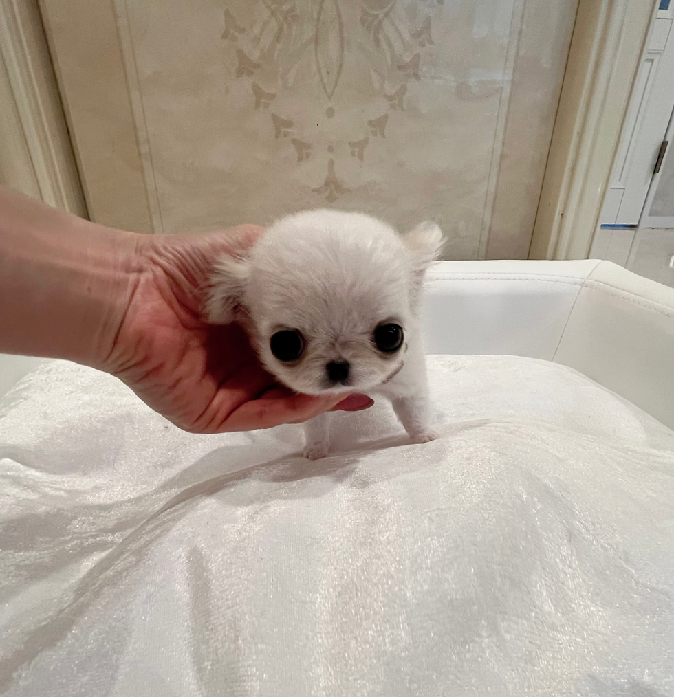 Miniatura: AI Micro Teacup Chihuahua