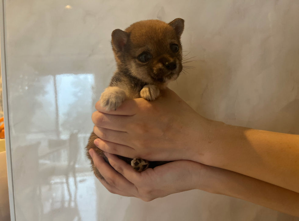 Miniatura: IROHA Mame  Shiba