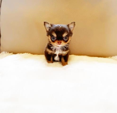 Miniature : MOMOTARO Long Coat Chihuahua