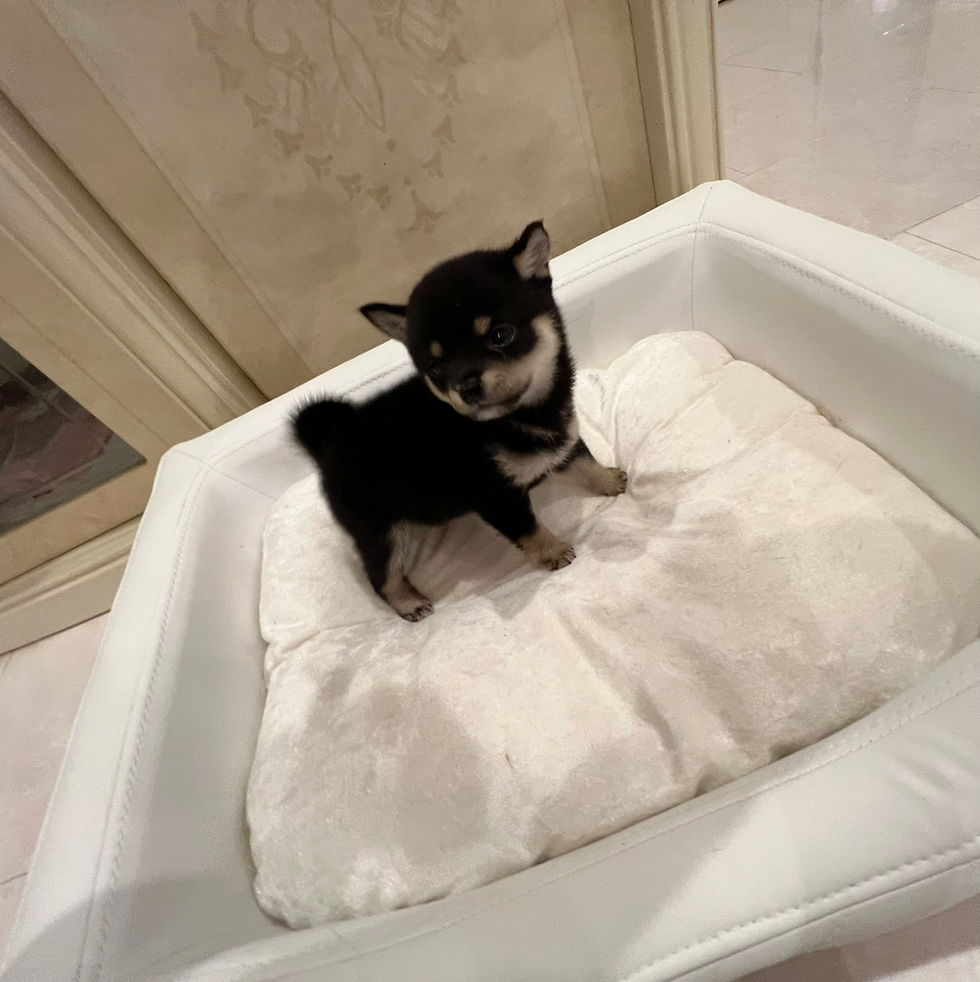 Miniatura: AOI Mame Shiba