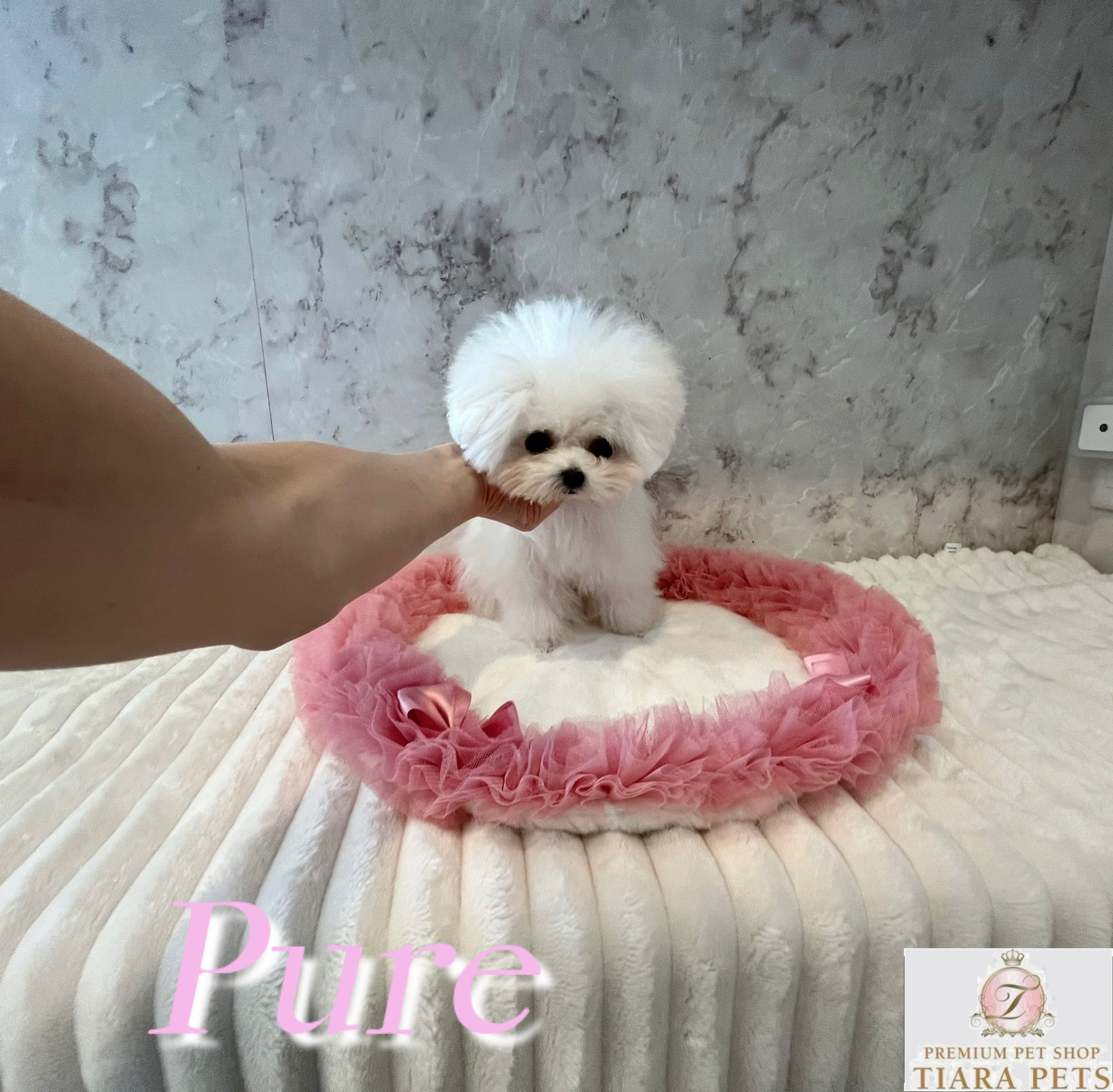 PURE Teacup Bichon Frise