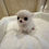 サムネイル： MIYABI Micro 〜 Teacup Chihuahua