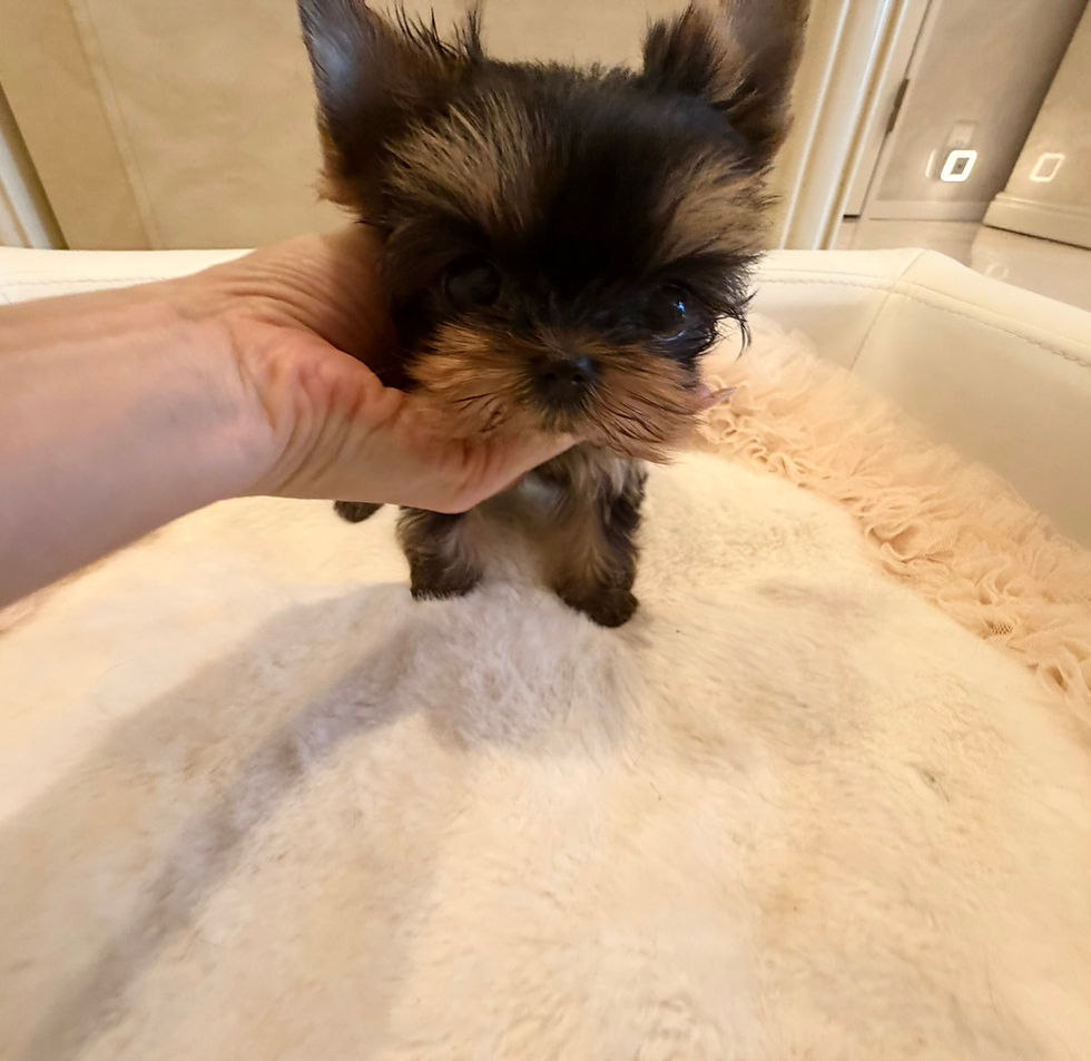 Thumbnail: SHERRY Yorkshire Terrier