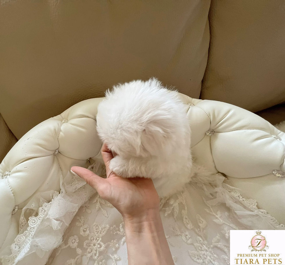 Miniatura: PEARL Teacup Maltese
