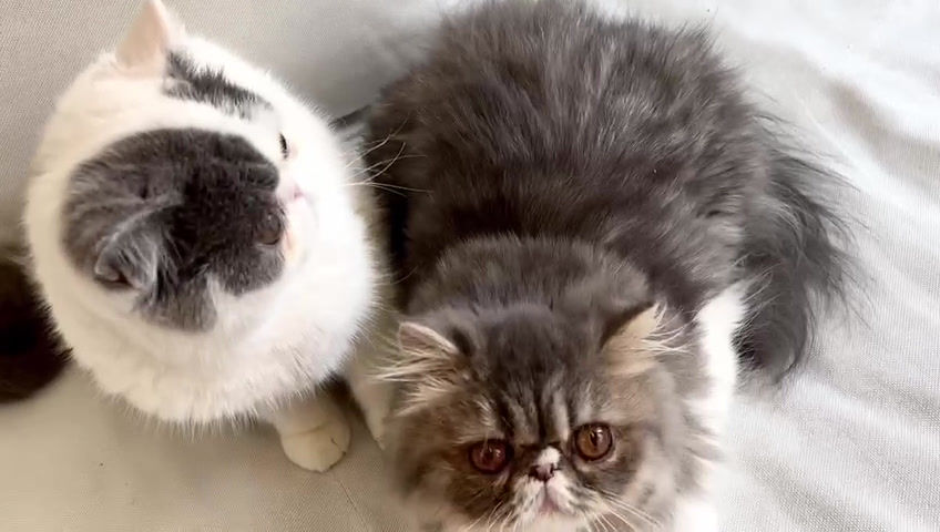 Miniatura: SOFIA Exotic Kitten