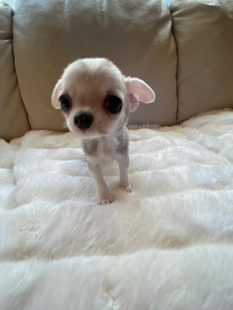 Imej kecil: HIME Micro teacup smooth coat Chihuahua 