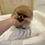 Miniaturbild: FUGA Teacup Pomeranian