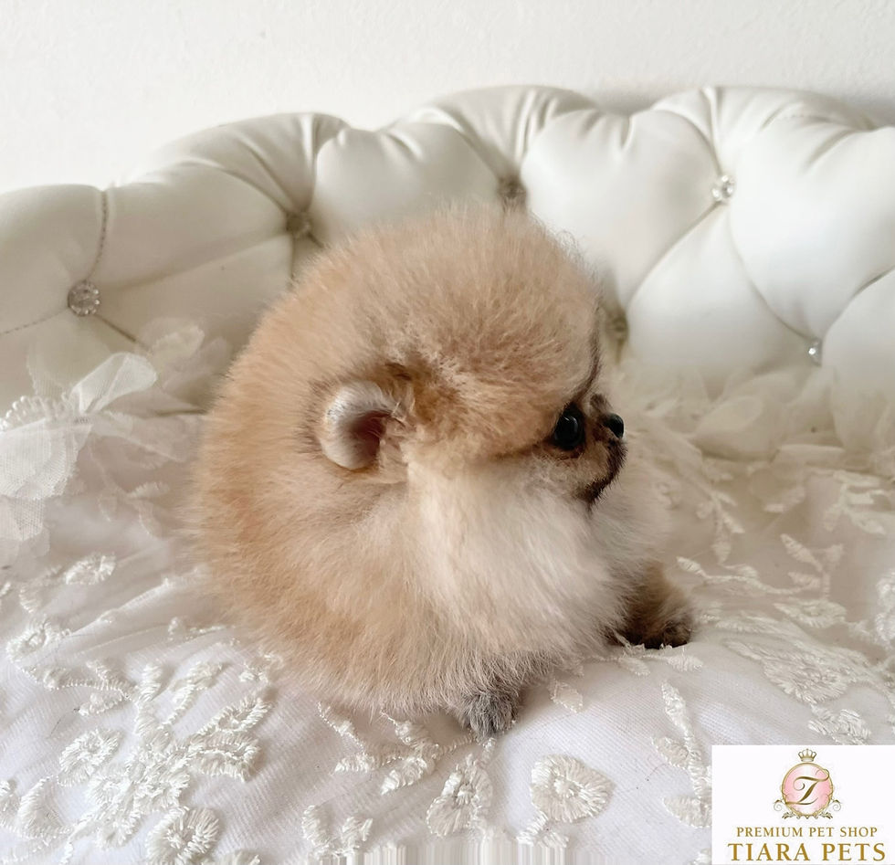 Miniatura: KURUMI Micro Teacup Pomeranian