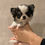 Miniaturbild: PIANO Small Teacup Chihuahua