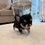 Miniaturbild: TSUGUMI Micro Teacup Chihuahua