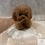 サムネイル： IBUKI Micro Teacup Poodle