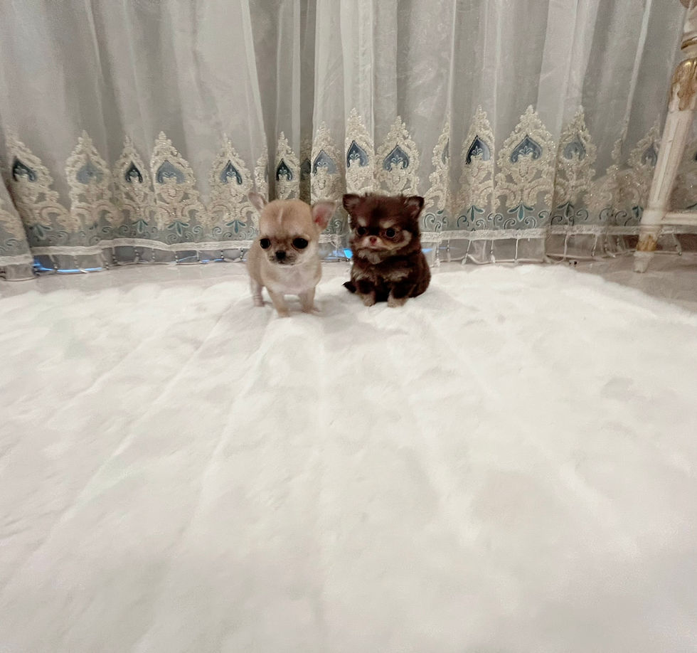 Miniaturbild: Melody Micro 〜Teacup Chihuahua