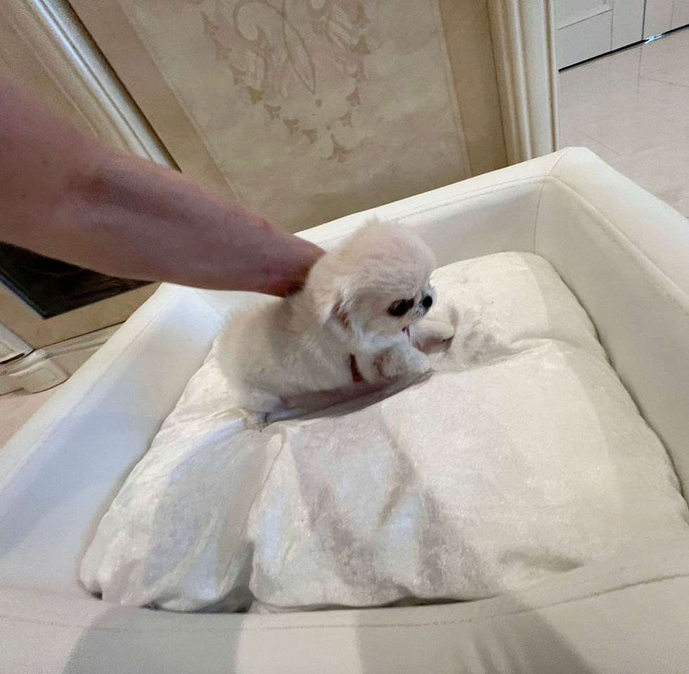 Miniature : KURIN Teacup Chihuahua