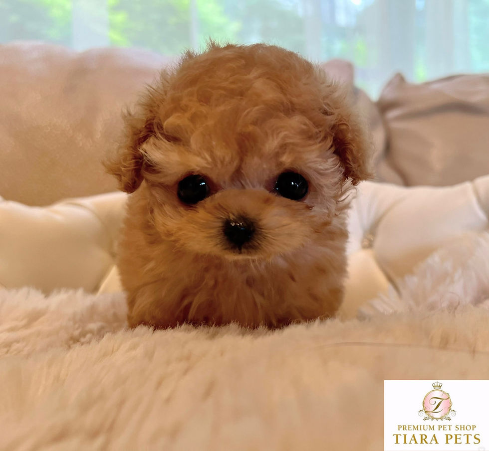 サムネイル： KURARA Micro Teacup  Poodle