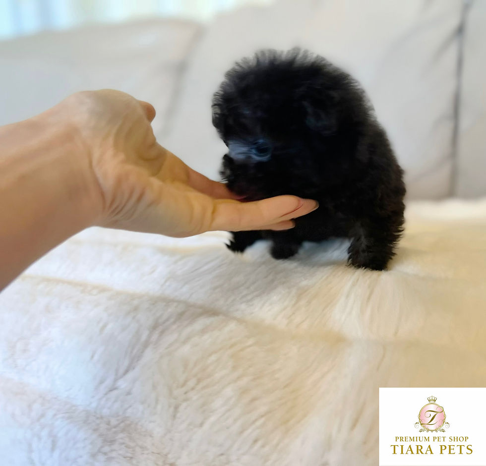 Imej kecil: GINGA Micro Teacup Poodle
