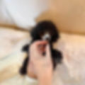Thumbnail: ALLEN Teacup Poodle
