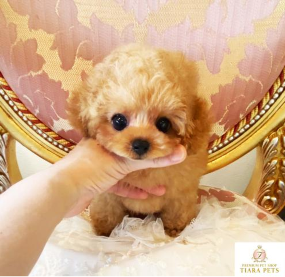 MINNIE Micro Teacup Poodle