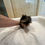 サムネイル： YUI Micro Teacup Yorkshire Terrier