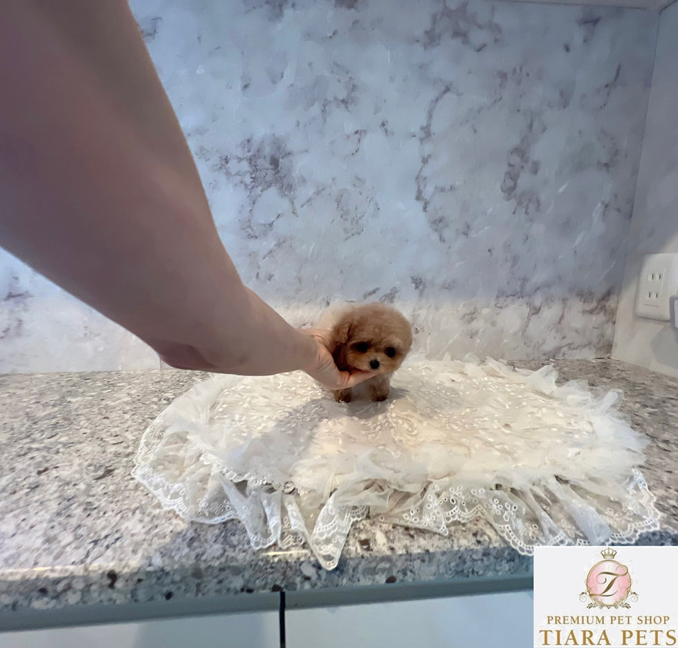 Küçük resim: NANAKO Micro Teacup Poodle