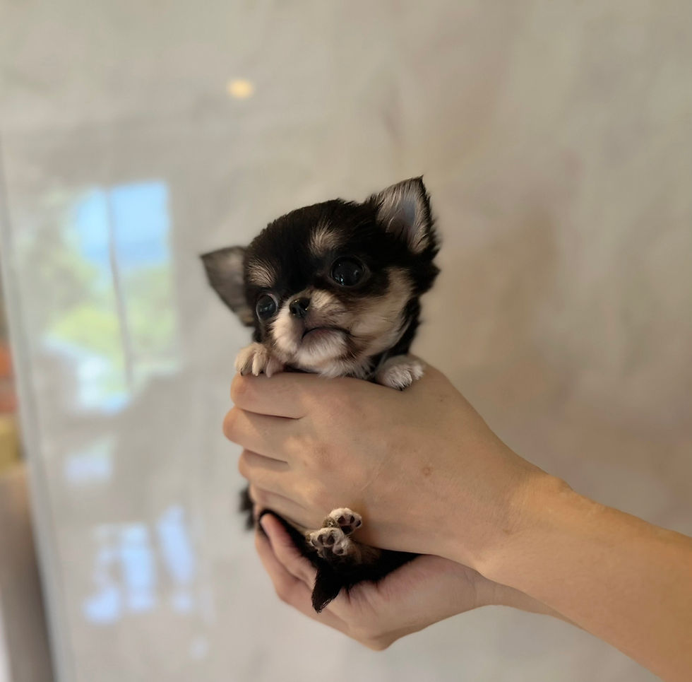 Miniaturbild: TSUGUMI Micro Teacup Chihuahua