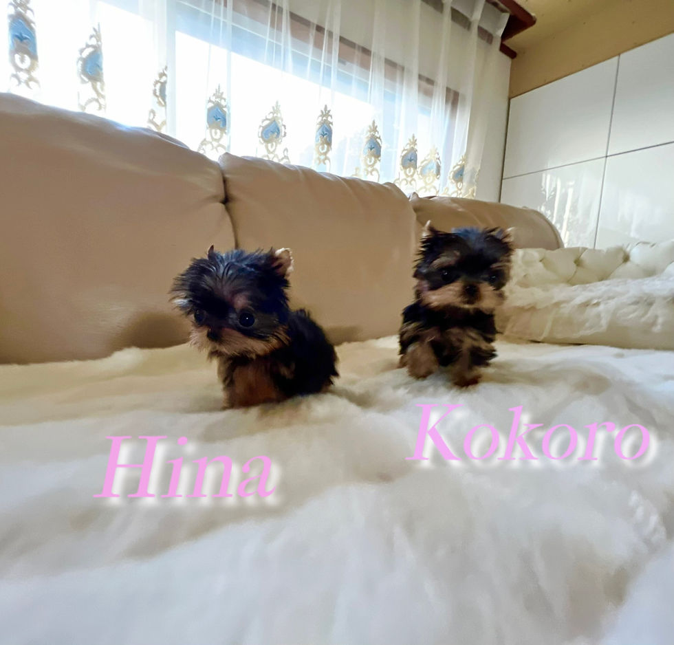 サムネイル： KOKORO Super Micro Teacup Yorkshire terrier
