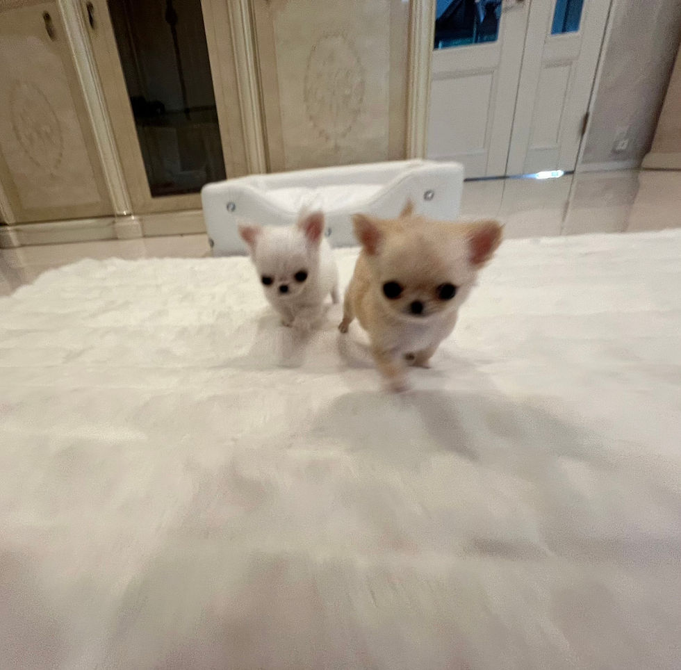 サムネイル： NANA Micro Teacup Chihuahua