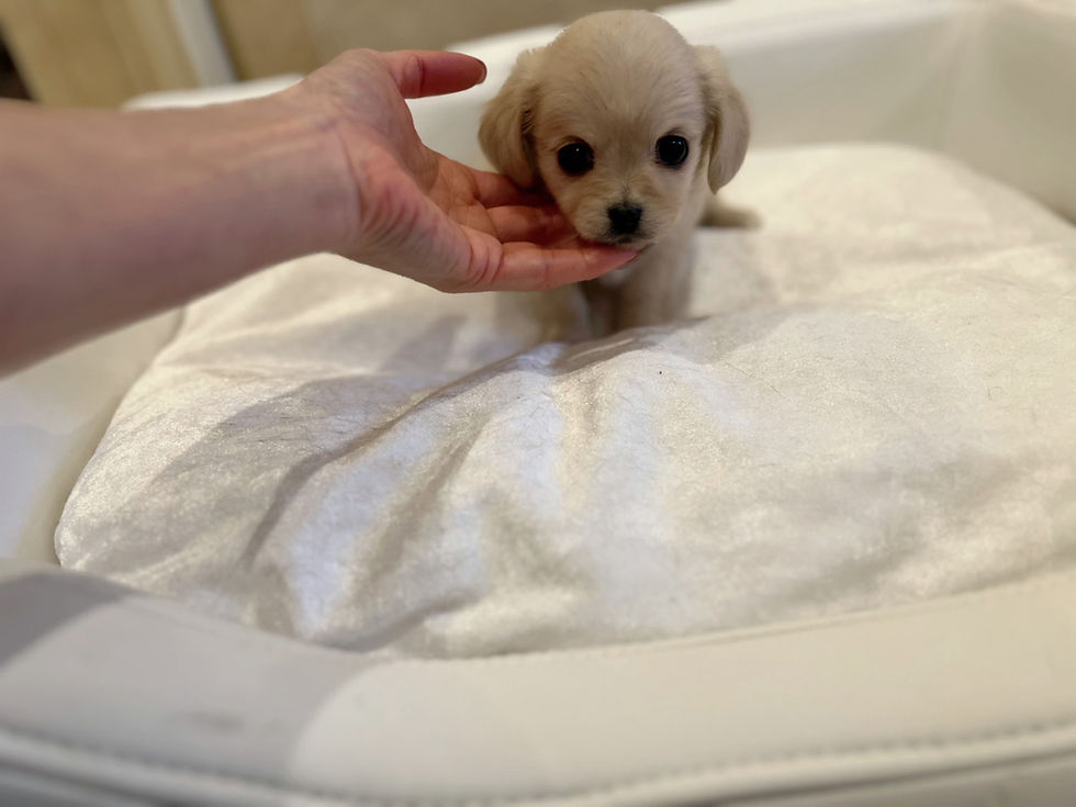 Imej kecil: NOA Chiweenie（Dachshund x Chihuahua）
