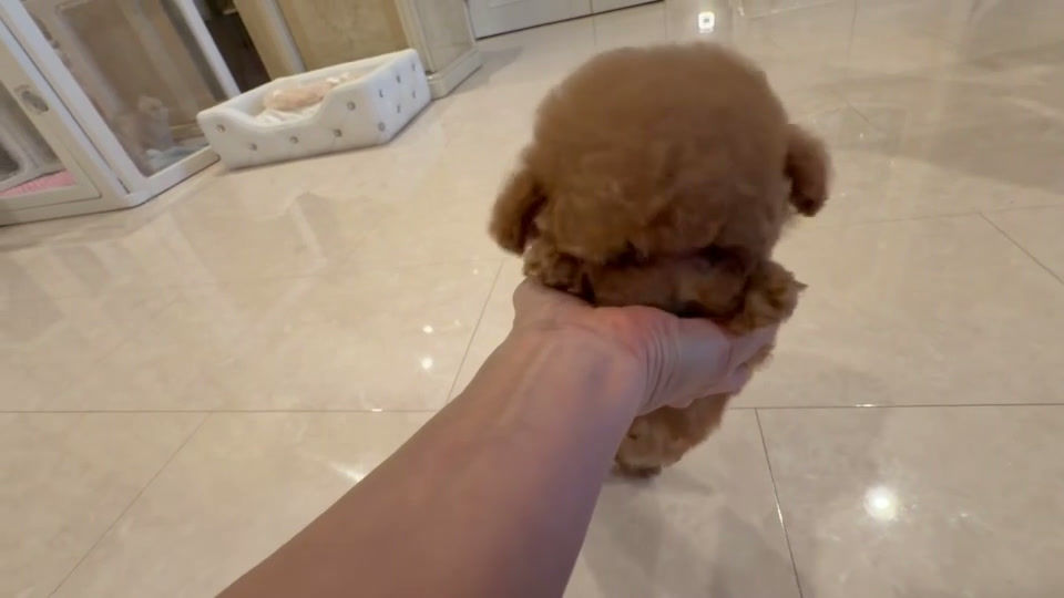Thumbnail: CRAPE  Teacup Poodle