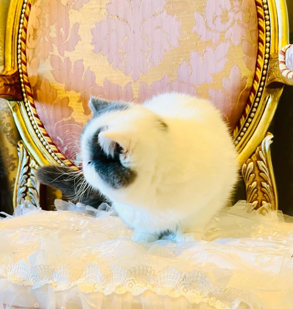 Miniatura: SOFIA Exotic Kitten