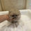 Imej kecil: YUNA Teacup Pomeranian