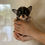 Thumbnail: LIO  Micro Teacup  Smooth Chihuahua