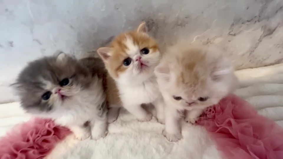 Küçük resim: YUA Exotic Long Hair