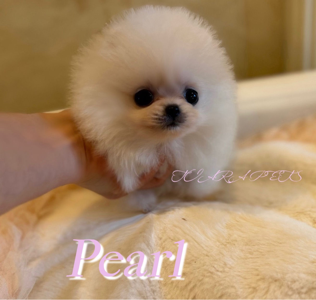 PEARL Micro Teacup Pomeranian