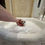 サムネイル： MIYABI Micro 〜 Teacup Chihuahua