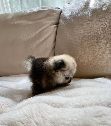 サムネイル： LITTLE BAMBI Micro Teacup Pomeranian