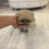 Imej kecil: YUNA Teacup Pomeranian
